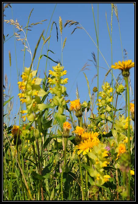 Farandole de Fleurs jaunes